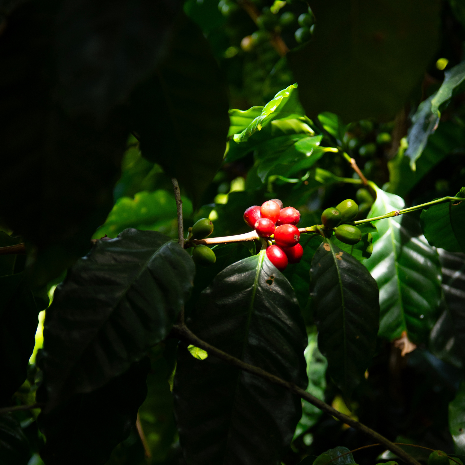 Close up of ripe coffee cherries on branch of coffee plant