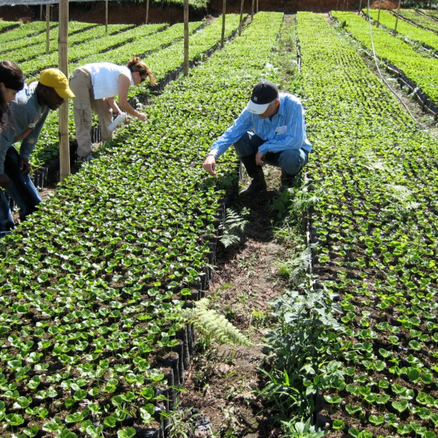 Samuel and workers tending to coffee tree seedlings