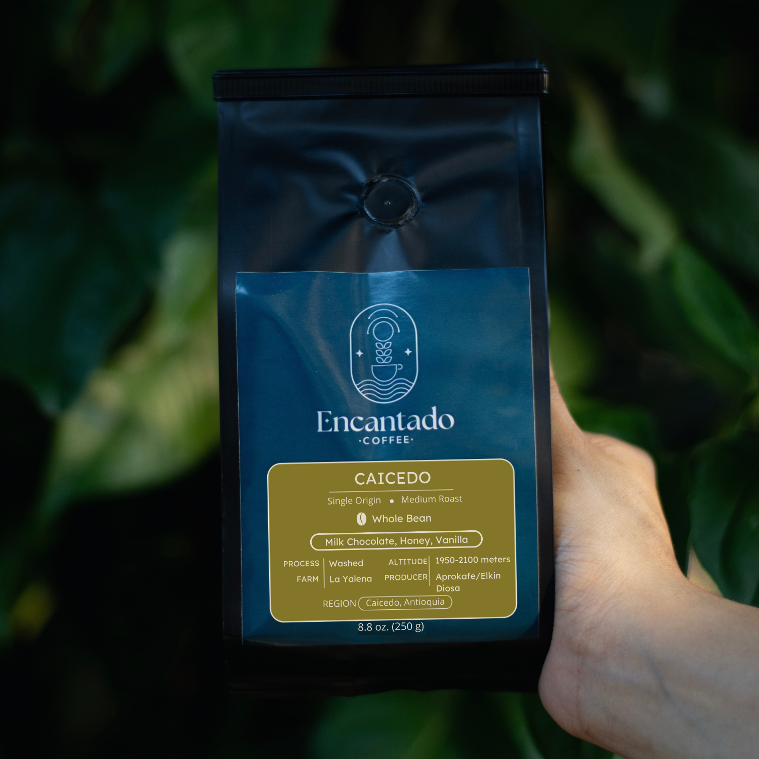 A hand holds a bag of Caicedo coffee in front of a green plant backdrop