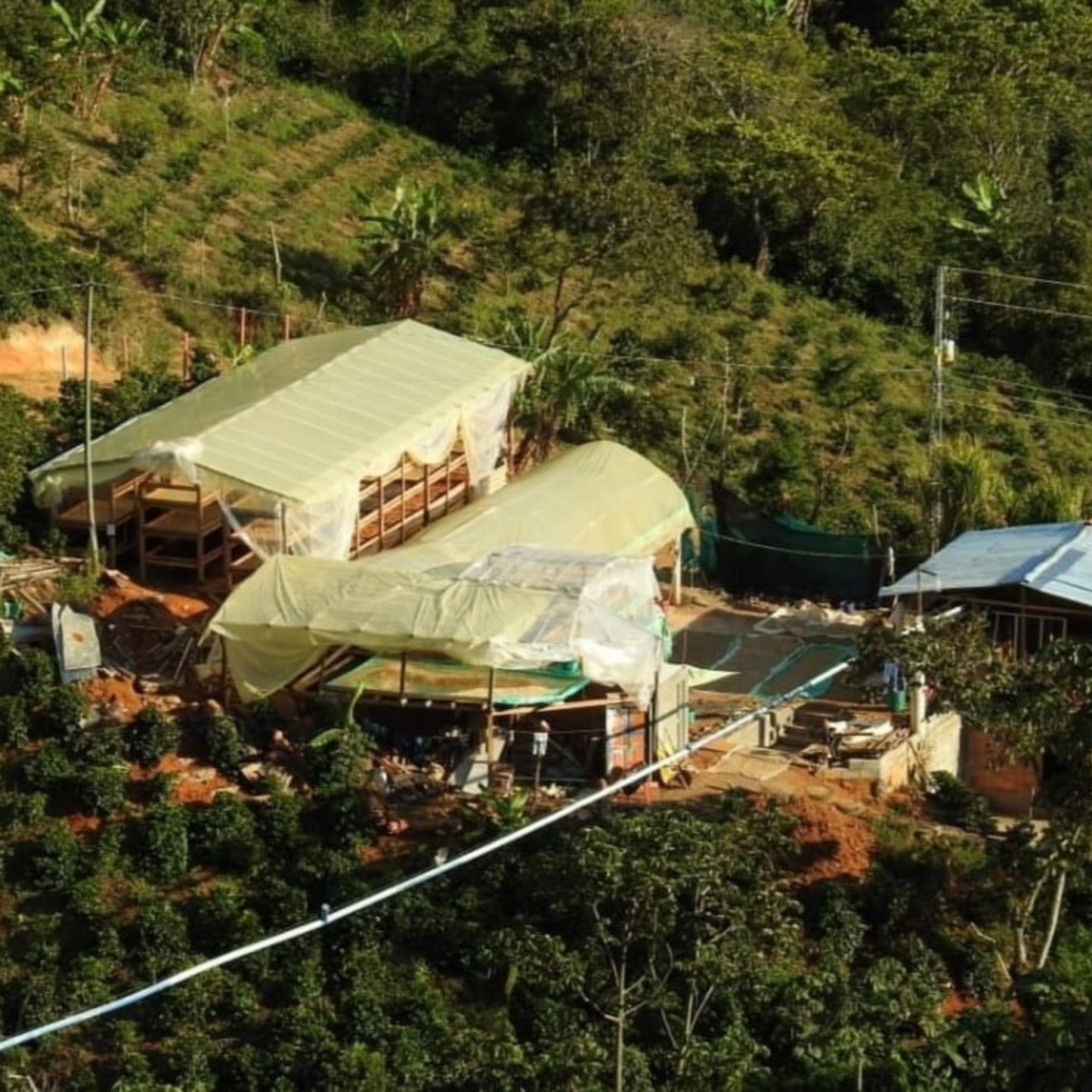 Coffee drying buildings sit amongst green coffee trees on a lush mountainside.