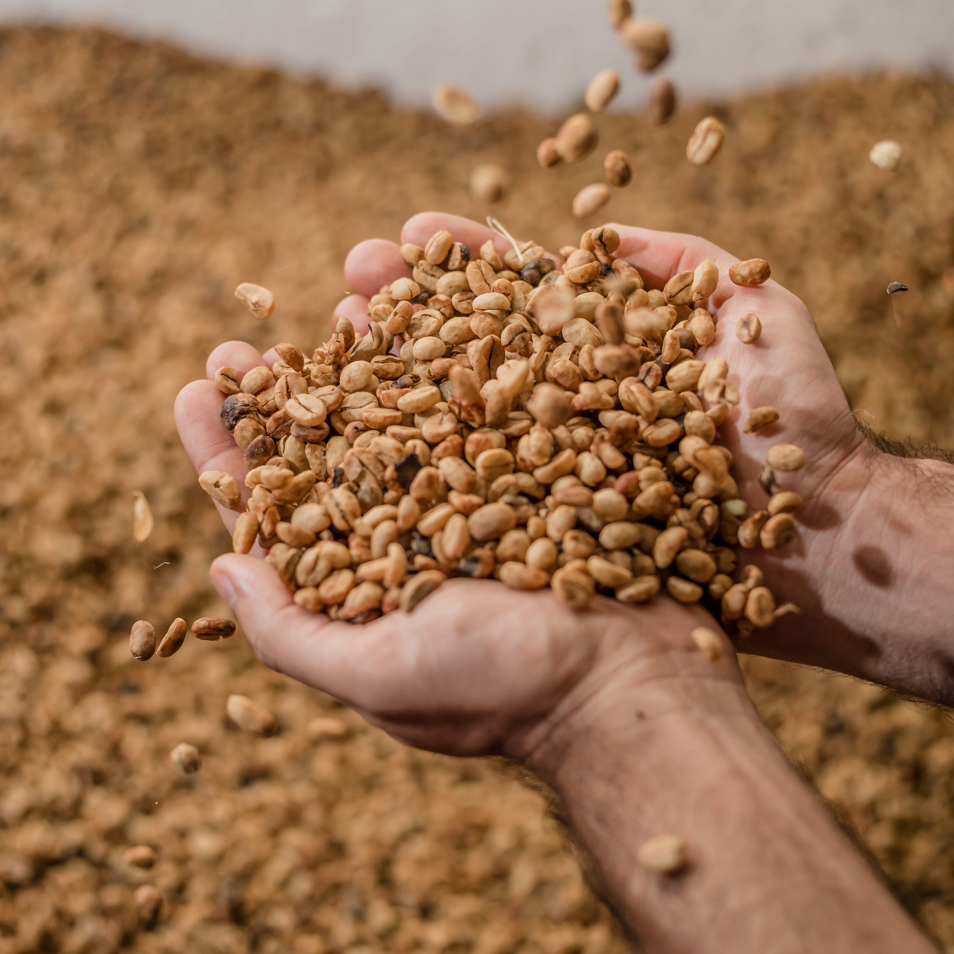 Dry coffee beans still in their parchment fall into cupped hands in front of a coffee drying bed.