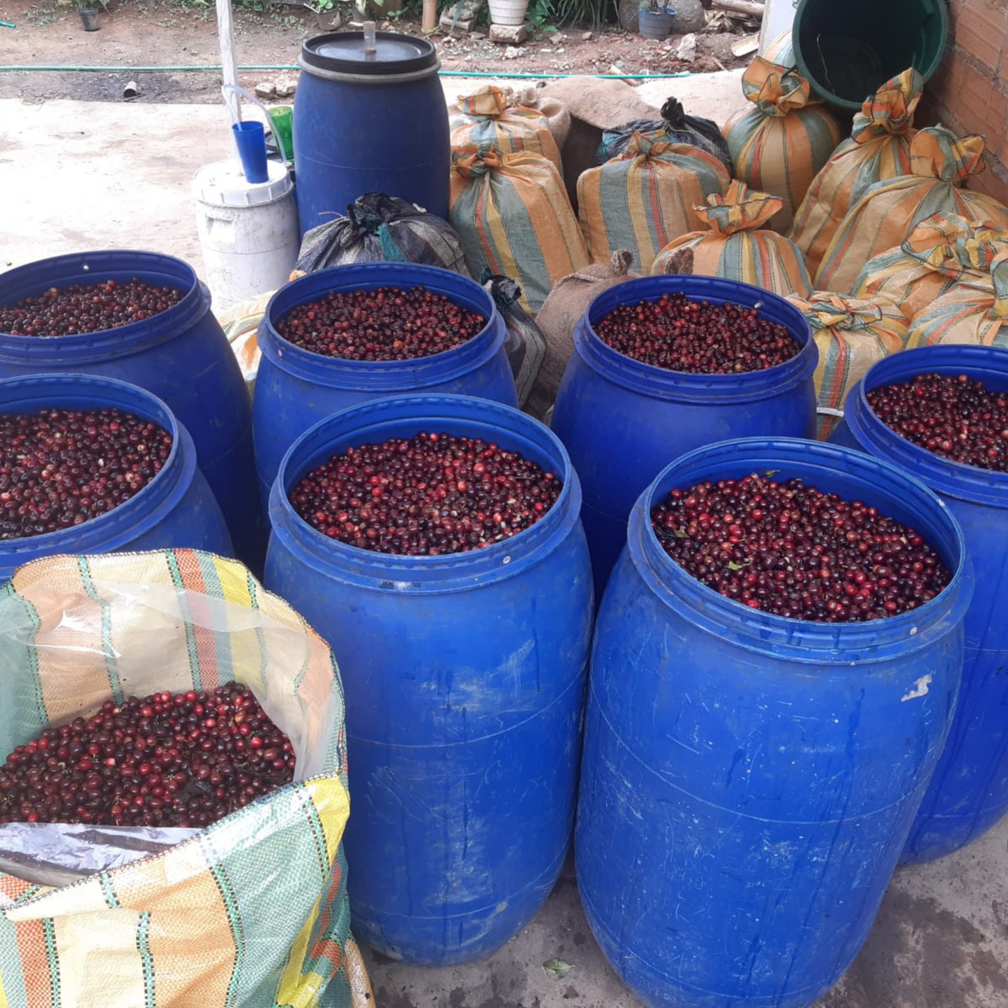 Blue barrels sit on the ground filled with red, ripe coffee cherries.