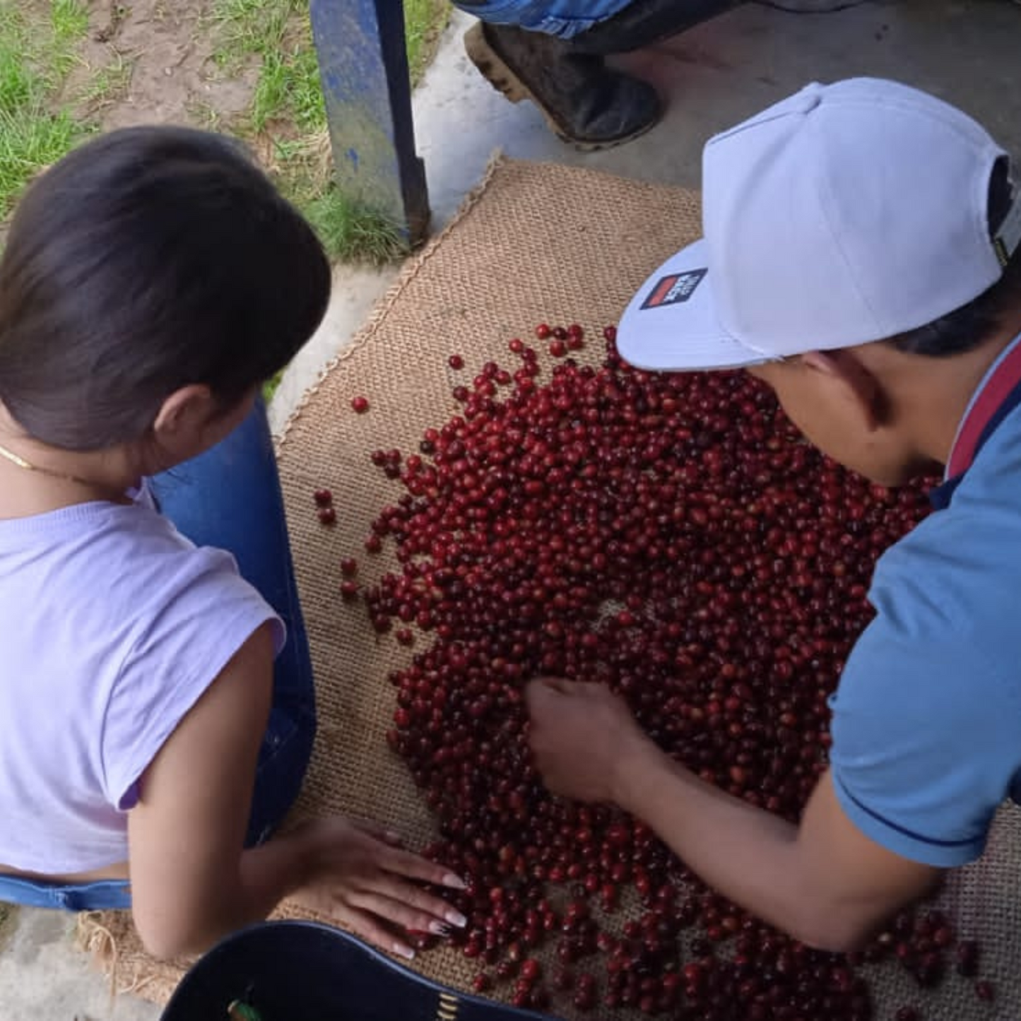 A man and girl lean over red coffee cherries as they sort them.